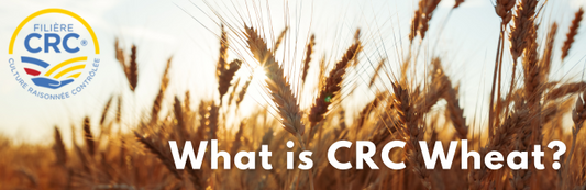 CRC Wheat: A Standard of Responsible French Cultivation